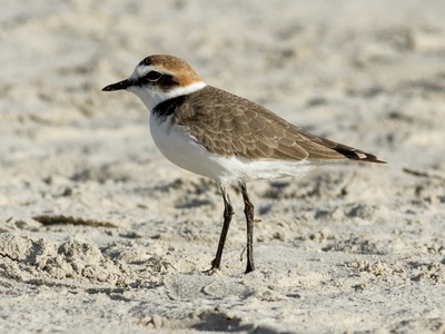 Kentish Plover