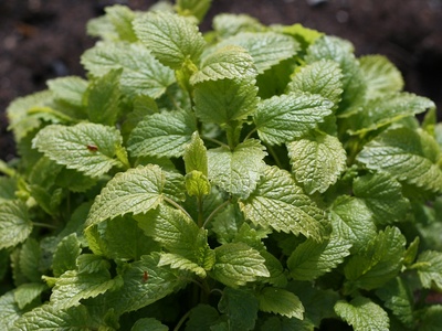 Lemon Balm