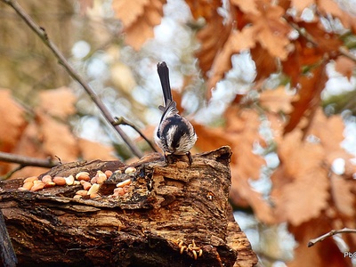 Long-tailed Tit