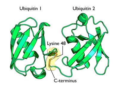 Lysine