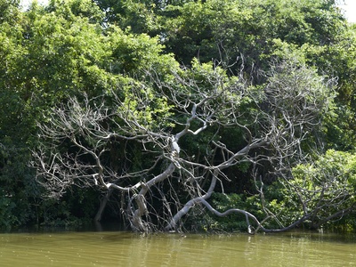 Mangrove Estuary Chain