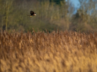 Marsh Harrier