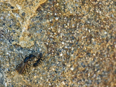 Meltwater Lednian Stonefly