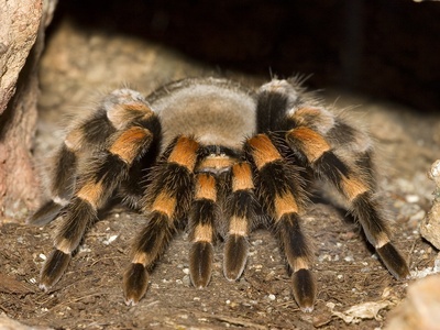 Mexican Redknee Tarantula