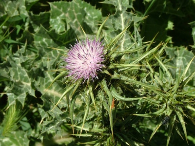 Milk Thistle
