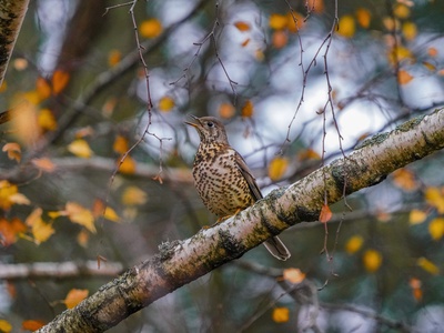 Mistle Thrush