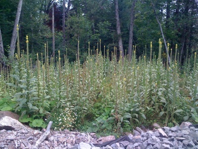 Mullein