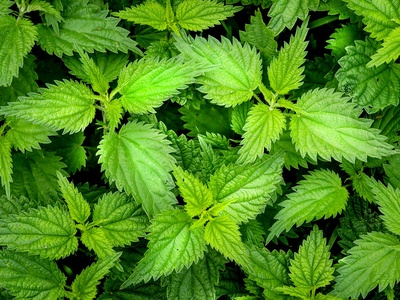 Nettle