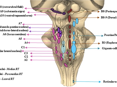 Noradrenergic neuron (LC)