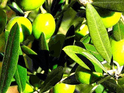 Olives, Green