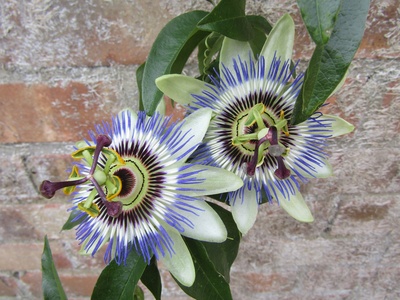 Passionflower