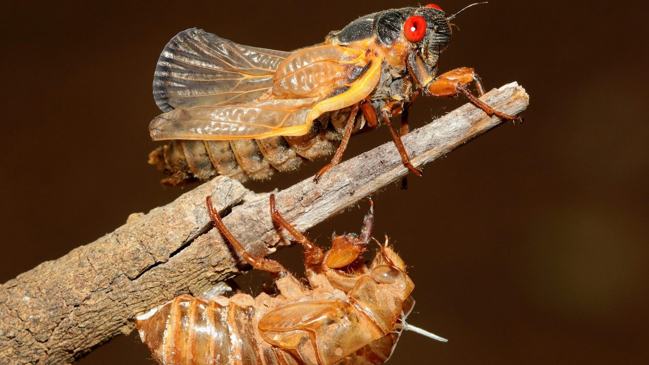 Side-by-side diagrams: insect metamorphosis stages and arachnid molting process with respiratory systems labeled.