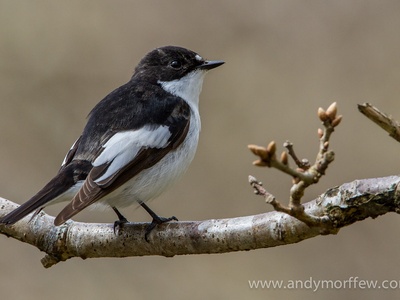 Pied Flycatcher