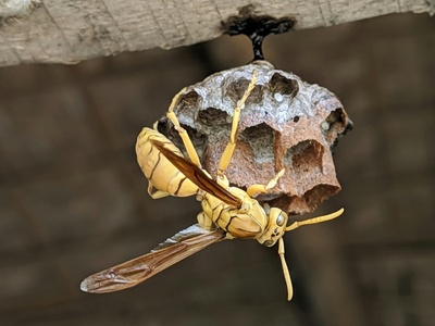 Purbeck Mason Wasp