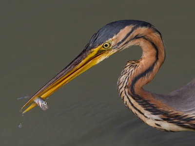 Purple Heron