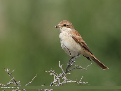 Red-backed Shrike