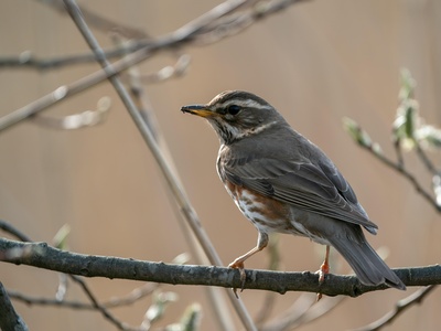 Redwing
