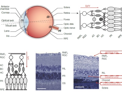 Retinal bipolar cell