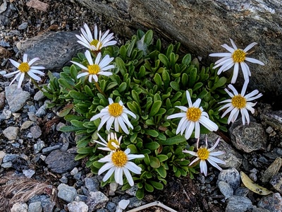 Rock Fleabane