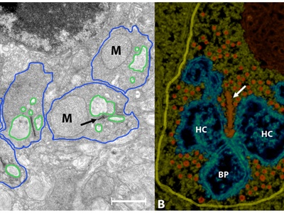 Rod photoreceptor