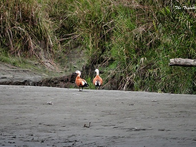 Ruddy Shelduck