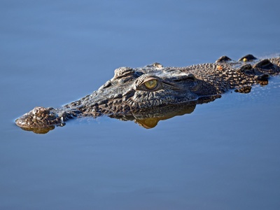Saltwater Crocodile