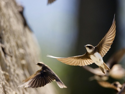 Sand Martin