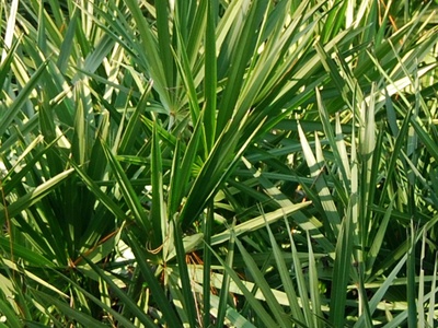 Saw Palmetto