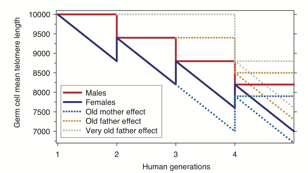 Laboratory research on aging: telomeres and cells under microscope