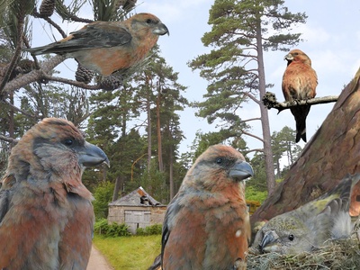 Scottish Crossbill