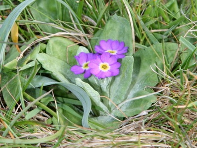 Scottish Primrose