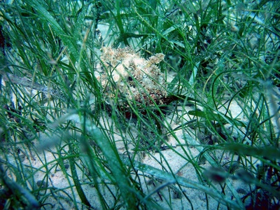 Seagrass Meadow Chain