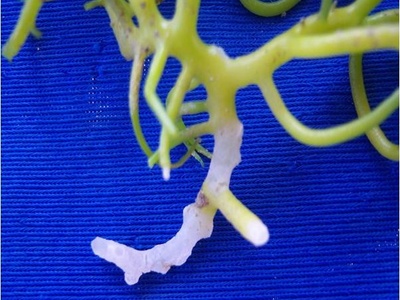 Seaweed (eucheuma/kappaphycus)