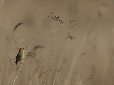 Sedge Warbler