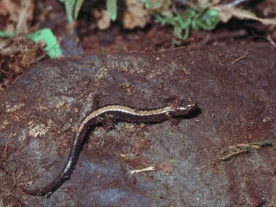Shenandoah Salamander