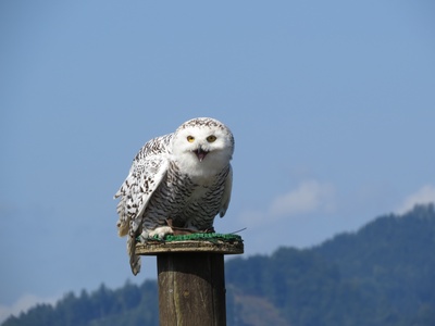 Snowy Owl