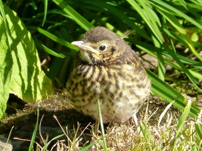Song Thrush