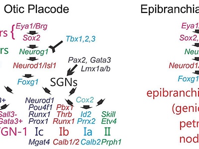 Spiral ganglion neuron