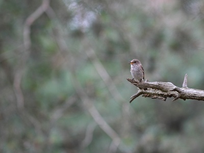 Spotted Flycatcher