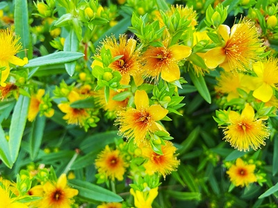 St. John's Wort