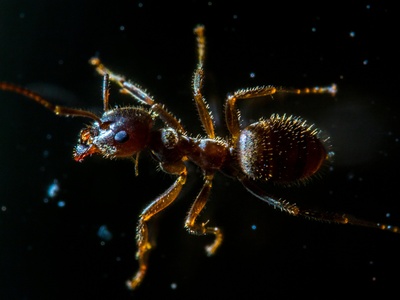 Starry Twisted-Claw Millipede