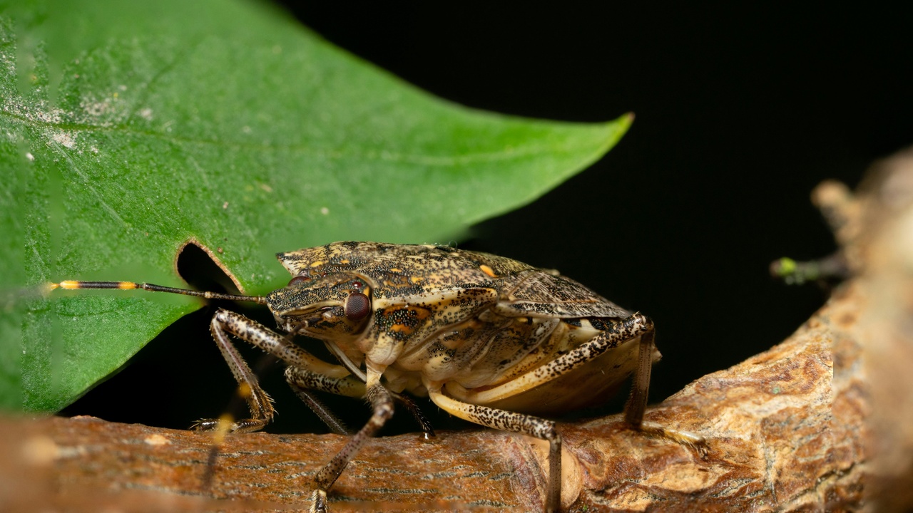 Comparison of arthropod exoskeleton and human internal skeleton