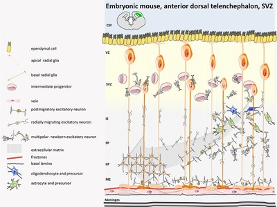 Subplate neuron