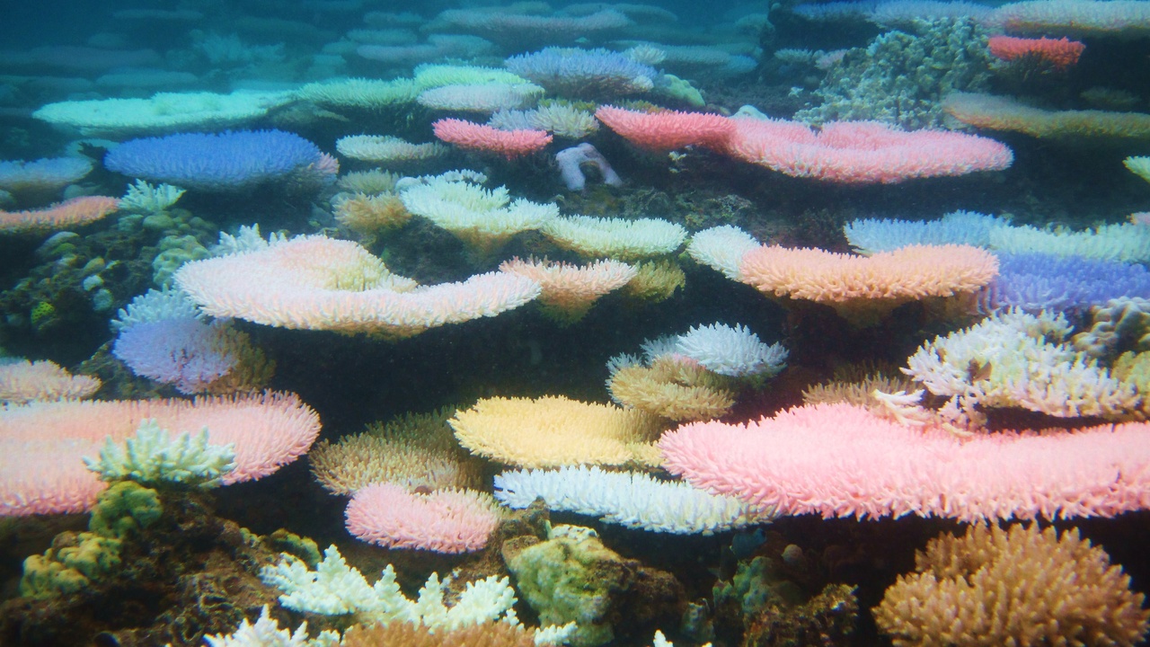 Coral bleaching and sudden ecosystem regime shifts on reefs and coasts