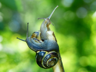 Swollen Spire Snail