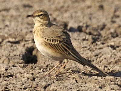 Tawny Pipit
