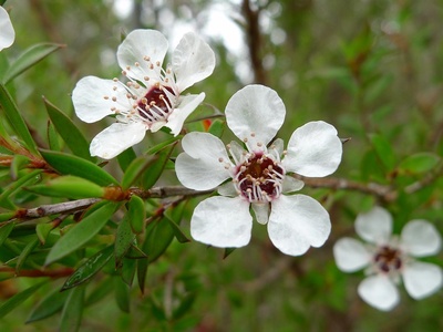 Tea Tree
