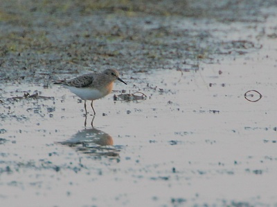 Temminck's Stint