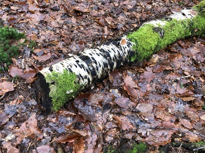 Temperate Forest Litter Chain