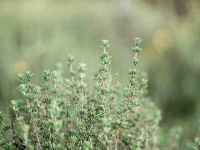Thyme